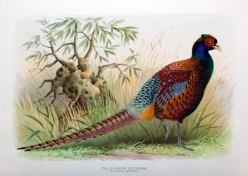 Phasianus Elegans, 1906-7